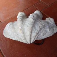 Conchiglia di Tridacna naturale, lunghezza cm 27