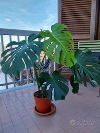 Pianta Monstera Deliciosa