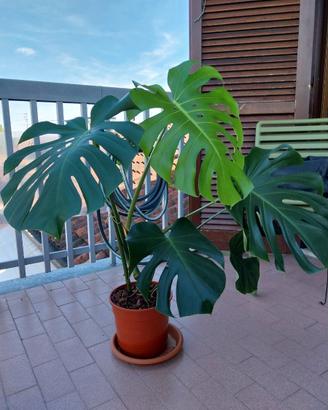 Pianta Monstera Deliciosa