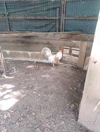 Gallo e gallina lec bar crem