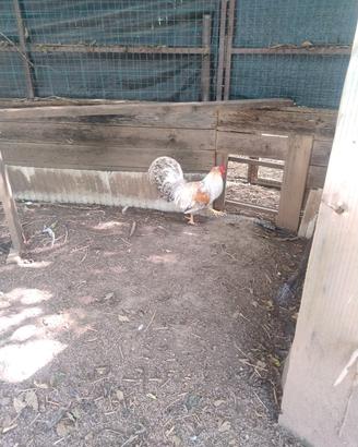 Gallo e gallina lec bar crem