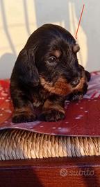 Bassotto a pelo duro