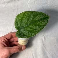 Monstera Dubia #2 Pianta rara