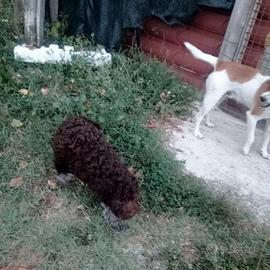 cuccioli di Lagotto 