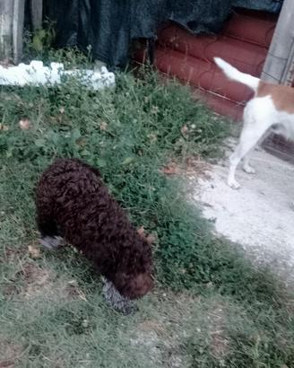 cuccioli di Lagotto 