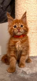 Maine coon cucciolo rosso