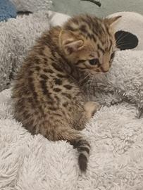 Gatti del Bengala