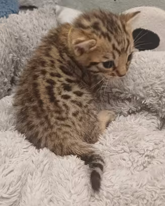 Gatti del Bengala
