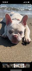 Bulldog Francese