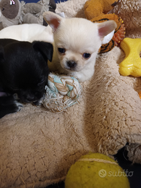 Chihuahua maschi e 1 femmina mini