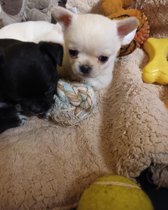 Chihuahua maschi e 1 femmina mini