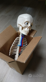 Scheletro corpo umano con organi