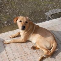 Incrocio maremmano e bassotto