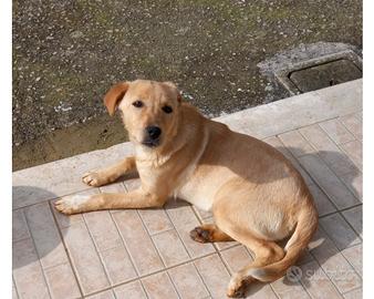 Incrocio maremmano e bassotto