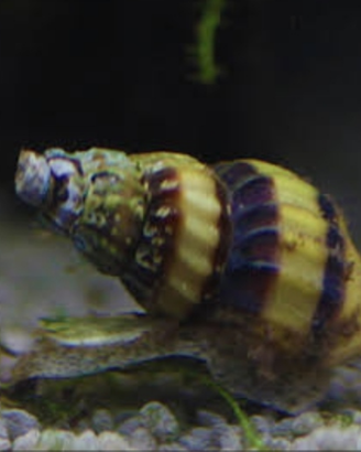Lumache killer