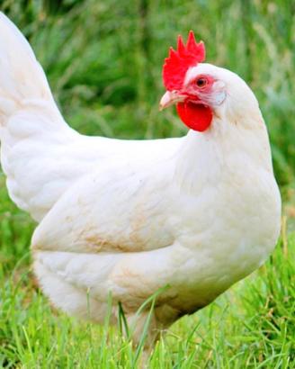 Galline ovaiole