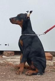 Dobermann con pedigree ENCI FCI KSU
