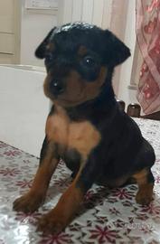Pincher toy