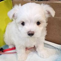 Ultimo cucciolo di maltese toy