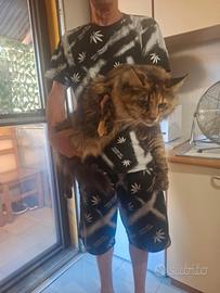 Femminuccia Main Coon 15 mesi originale di razza