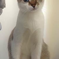 Gatto simil siamese