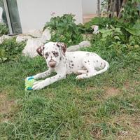 Ultimo maschio dalmata udente bilaterale