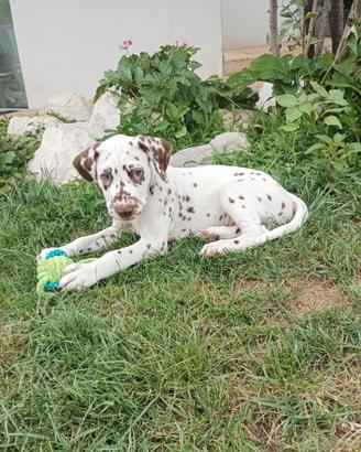 Ultimo maschio dalmata udente bilaterale