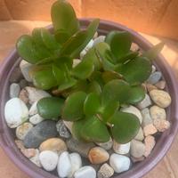 Pianta albero di  giada