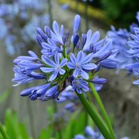 15 piante di agapanto azzurro radice nuda