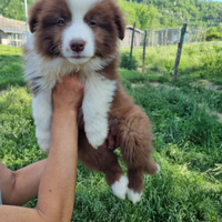 Cuccioli australian shepeard super