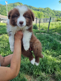 Cuccioli australian shepeard super