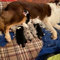 Cuccioli australian shepherd