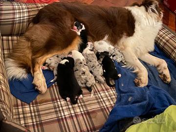 Cuccioli australian shepherd