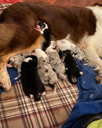 Cuccioli australian shepherd