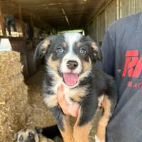 Cuccioli di Border collie