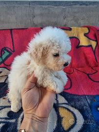 Maltipoo toy