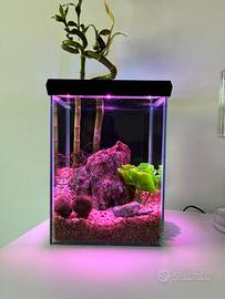 Acquario