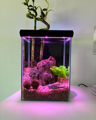 Acquario