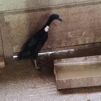 Anatra corritrice femmina