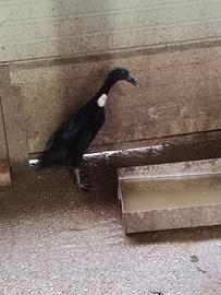 Anatra corritrice femmina