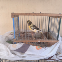 Canarino maschio novello