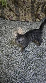 Gattini dolcissimi