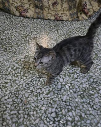 Gattini dolcissimi