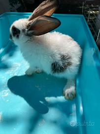 Conigli papillon GIGANTI