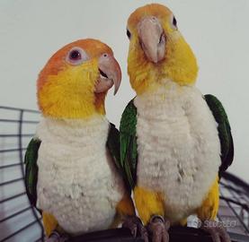 Caicco testa gialla novelli femmine