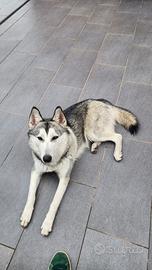 Cane Lupo Cecoslovacco