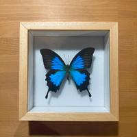 Farfalla Papilio Ulysses con teca