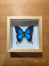 Farfalla Papilio Ulysses con teca