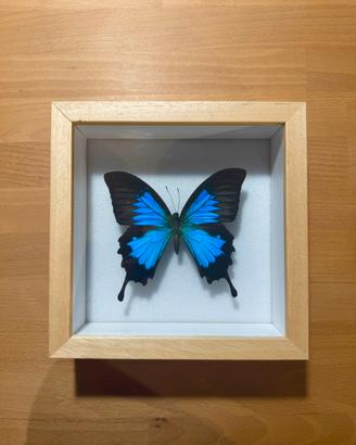 Farfalla Papilio Ulysses