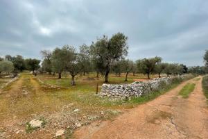 Terreno di 9600 mq con Progetto Approvato